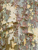 Tree Bark Abstract