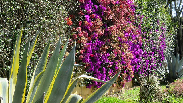 Madeira Botanical Garden