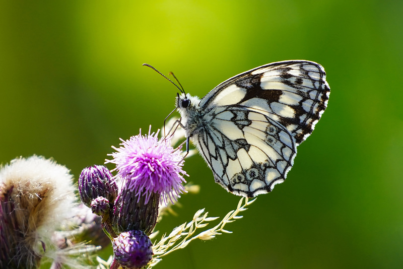 Die hohe Zeit der Schachbrettfalter - The high time of the marbled white