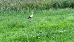 Stork