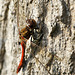 Sympetrum