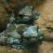 405 Höhlen- Krötenlaubfrosch