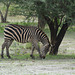 Tarangire, One Zebra