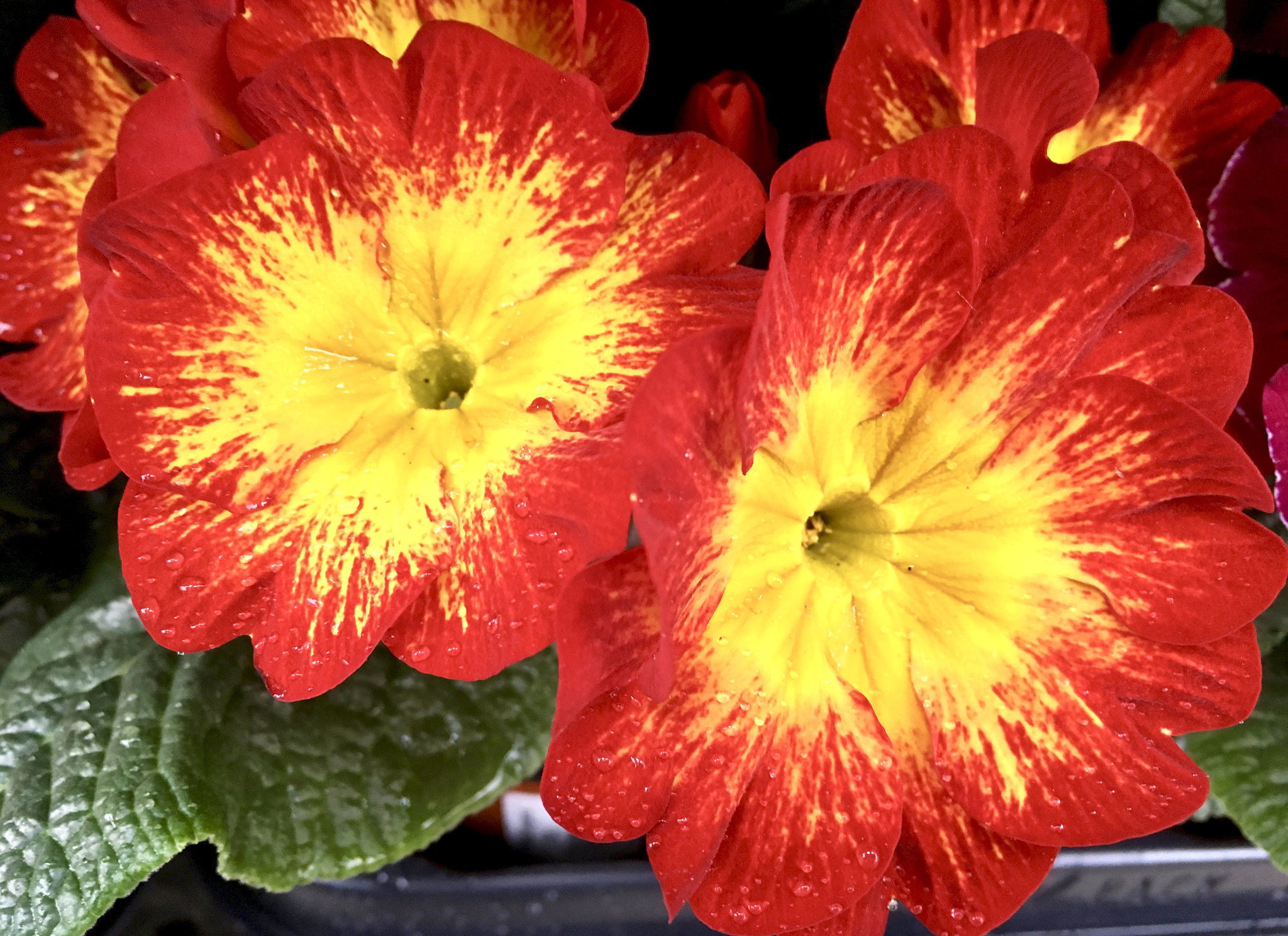 Frühlingsfarben