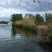 Biesbosch