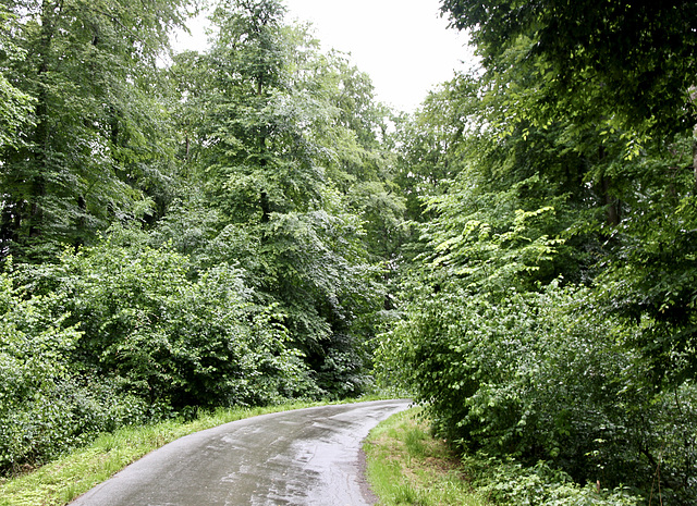 Waldweg