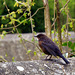 Blackbird Fledgling
