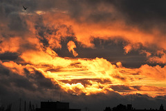 Sonnenuntergang mit Möwe