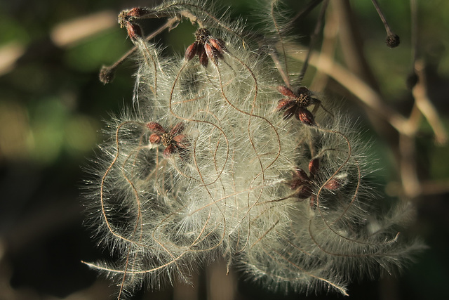 Clematis