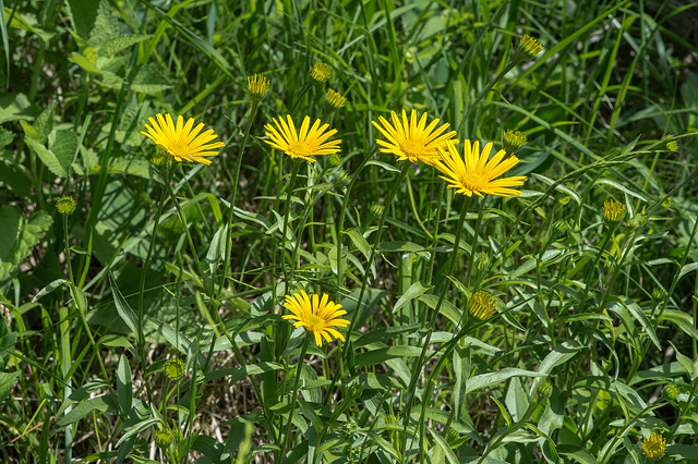 Buphthalmum salicifolim, Ochsenauge - 2015-06-12--D4 DSC2465