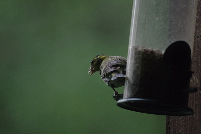 Siskin