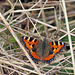 Small Tortoiseshell