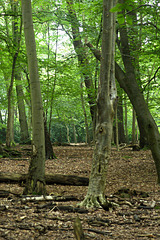 Woodland (1)