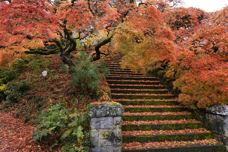 Ancient Japanese Maples