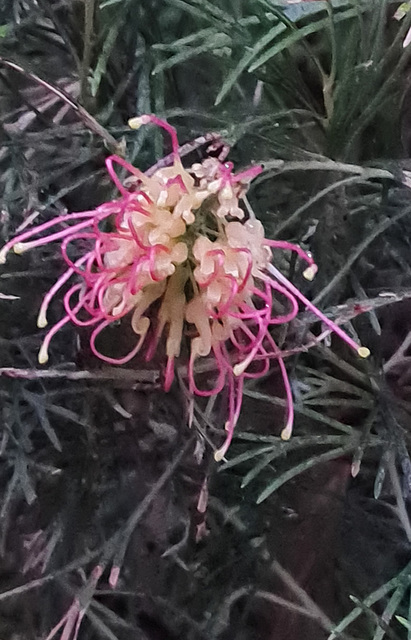 grevillea flower