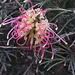 grevillea flower