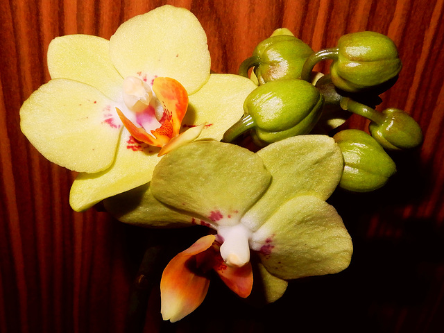 Schmetterlingsorchidee  -  gelb blühend