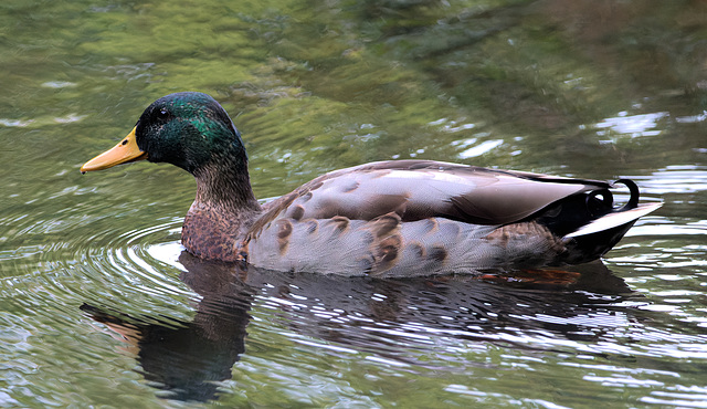 EF7A9280-CR2 DxO DeepPRIME -1Mallard