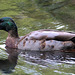 EF7A9280-CR2 DxO DeepPRIME -1Mallard