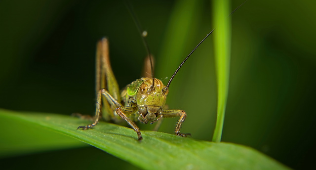 Die Roesels Beißschrecke - Metrioptera roeselii war wieder mal neugierig :))  The Roesel's biting insect - Metrioptera roeselii was curious again :))  L'insecte piqueur de Roesel - Metrioptera roeseli