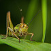 Die Roesels Beißschrecke - Metrioptera roeselii war wieder mal neugierig :))  The Roesel's biting insect - Metrioptera roeselii was curious again :))  L'insecte piqueur de Roesel - Metrioptera roeselii était à nouveau curieux :))