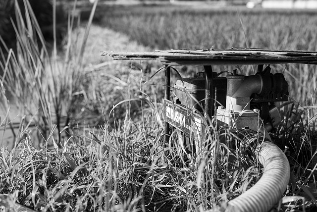 Irrigation pump in the paddy