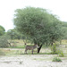 Tarangire, Lonely Zebra under a Tree