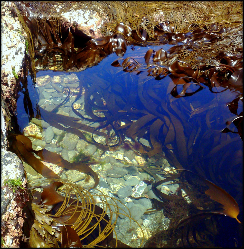 Rock pool - crystal clear waters.