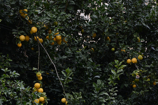 Tel-Aviv, Lemon Tree Tel-Aviv, Lemon Tree