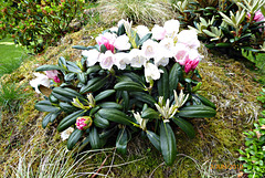 jardin du Pellinec 22 jardin du Pellinec 22