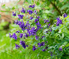 Woodland flowers