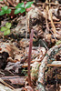 Tipularia discolor (Crane-fly orchid)