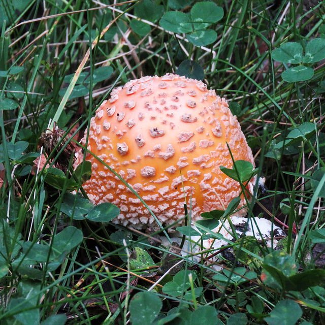 Young Amanita muscaria