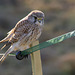 Kestrel