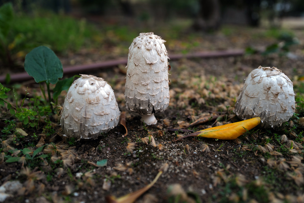 Coprinus comatus, Alvito