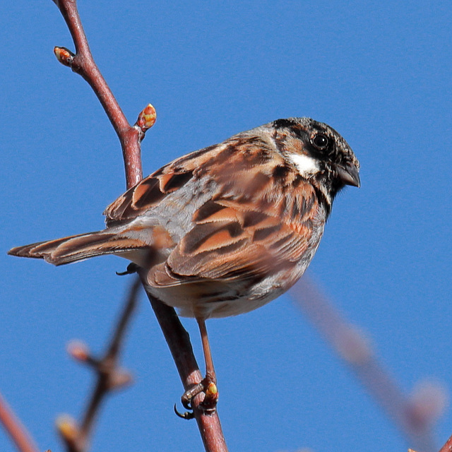 EOS 90D Peter Harriman 09 40 40 89903 reedBunting dpp