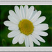 Marguerite*****************