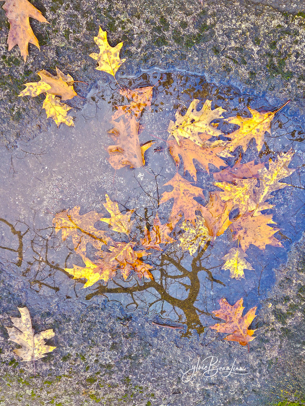 Reflet d'automne 151054