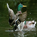 EF7A9283-CR2 DxO DeepPRIME -1MallardDuck