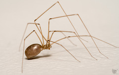 Ghost spider Ghost spider