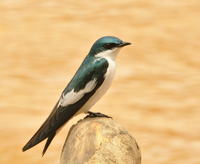 IMG 9930-1swallow