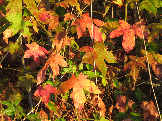 Sweetgum leaves in November