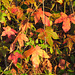 Sweetgum leaves in November
