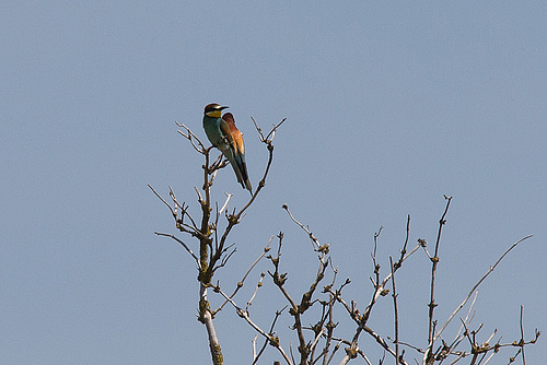 20170516 2762VRTw [A] Bienenfresser (Merops apiaster), Neusiedler See, [Oslib-Rust]