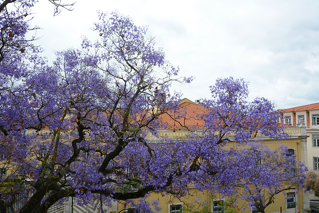 Lisbon, Flowering Jacaranda