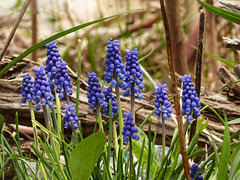 Day 3, Grape Hyacinth, on way to Hillman Marsh