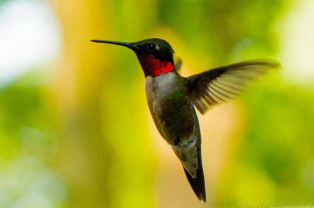 Black hummingbird