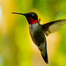 Black hummingbird