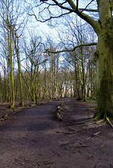 Woodland path (1)