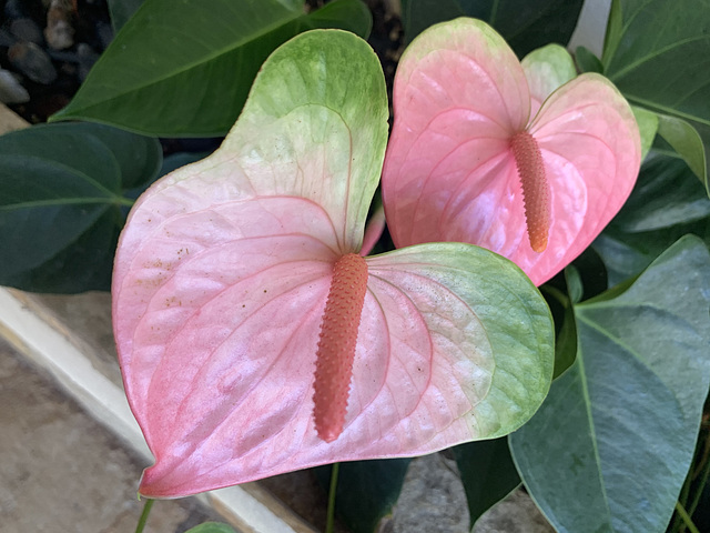 landscaping detail - Kahala Hotel